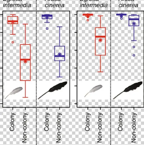Boxplots Of Decomposition Rates Of Egretta Intermedia - Grey Heron