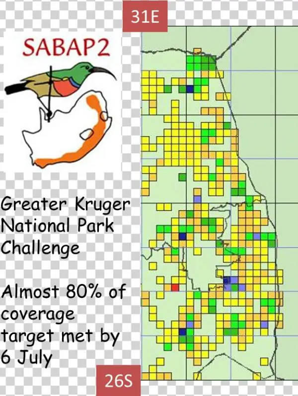 Greater Knp - Illustration