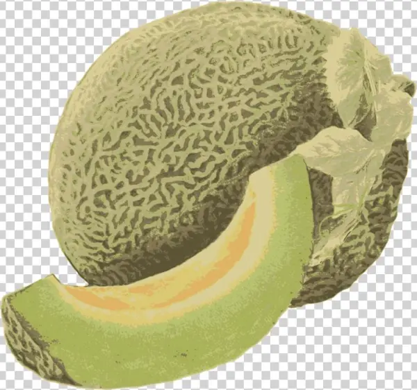 Honeydew Melon - Honeydew