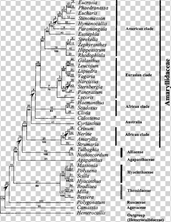 One Of The 40 Most Parsimonious Trees Found For The - Document