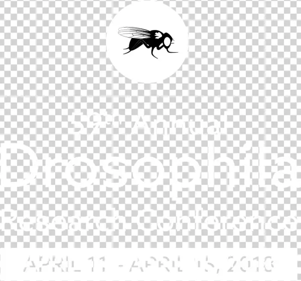 Original Graphic, Right - Matheus Yurley