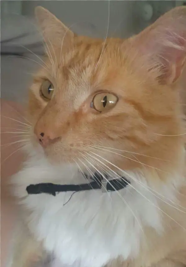 Sightings - Domestic Short-haired Cat