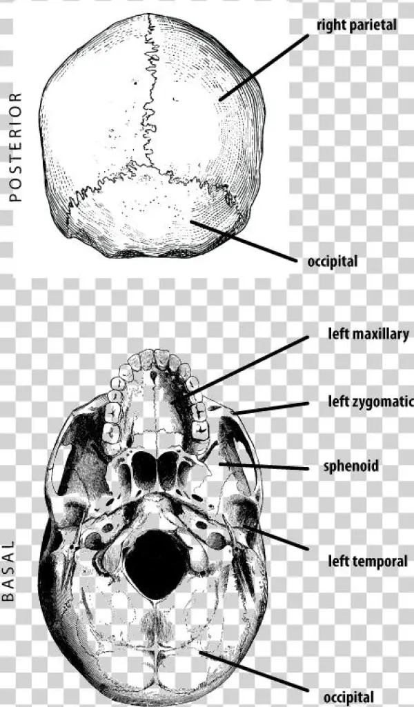 The Frontal Bone - Nuchal Torus