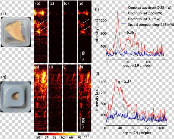 In Vitro Ws Oct Images Of The Chicken Breast And Mouse - Portable Network Graphics