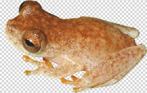 Jim Morrison As An Actual Lizard King - Eastern Spadefoot