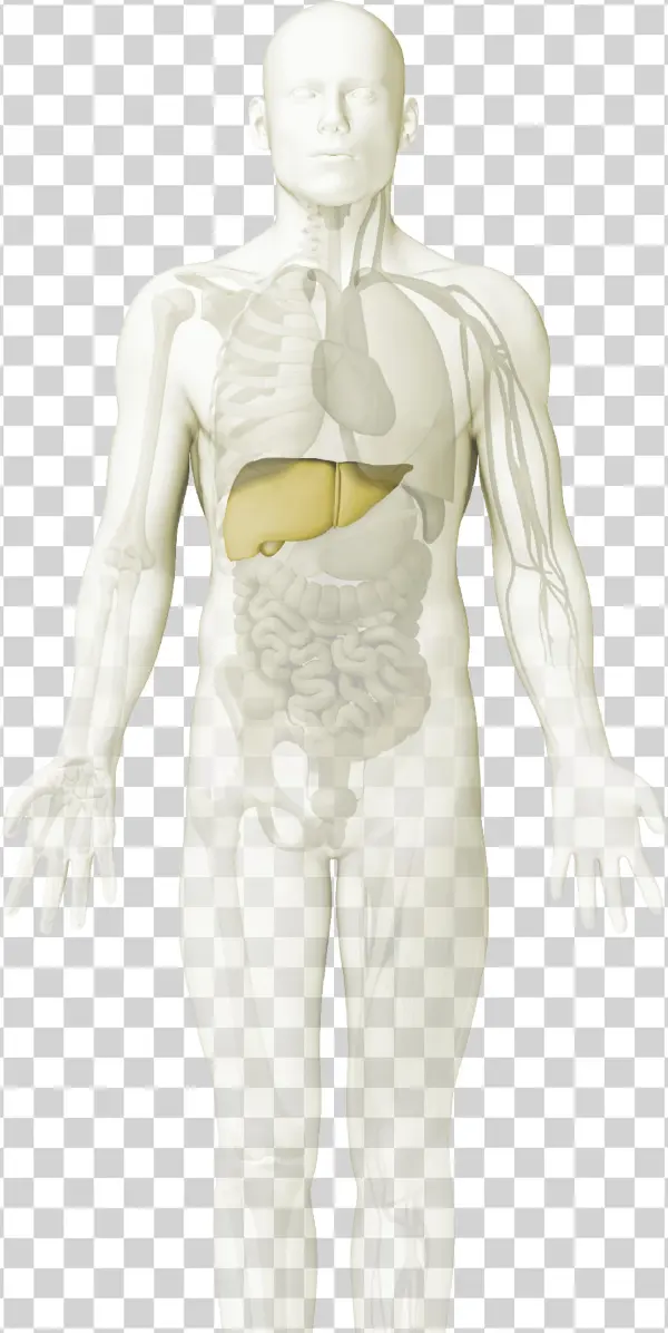 Line Immuno Assays - Mannequin