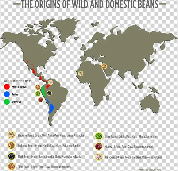 Map Of Beans - World Map Green Transparent