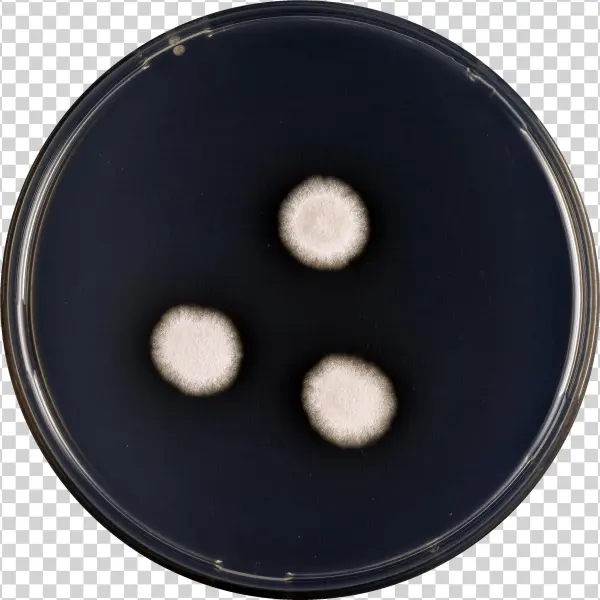 Aspergillus Subalbidus Cya