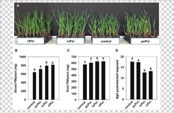 Biological Activity Conferred By Pcpiri, Lcpiri And