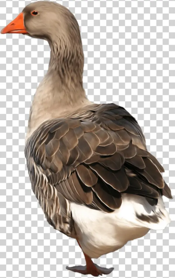 Goose