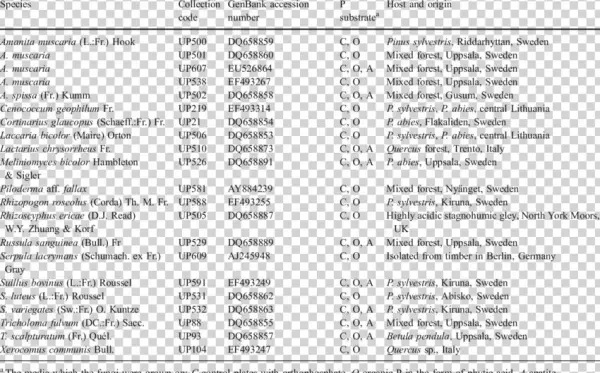 Nineteen Isolates Of Ectomycorrhizal Fungi, One Ericoid