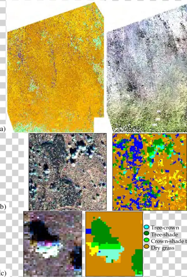 A Dry Forest Ecosystem From The North Kona Region In