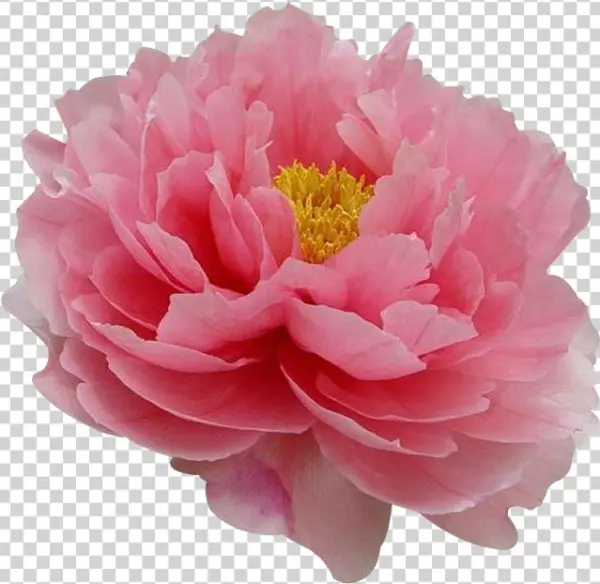 Moutan Flower Tree Paeonia Coral Charm Transprent