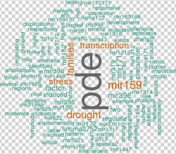Stem Loop Sequence Ptc Mir169u