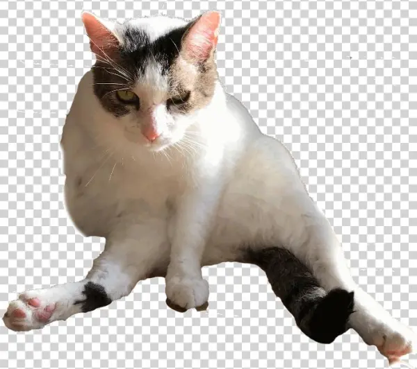 Your Cat Snowball Messages Sticker-1