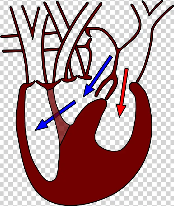 File - Varanusheart2