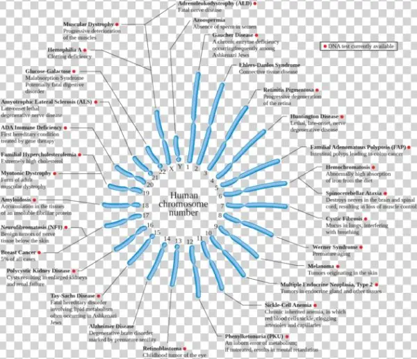 Human Chromosome Diseases Set En