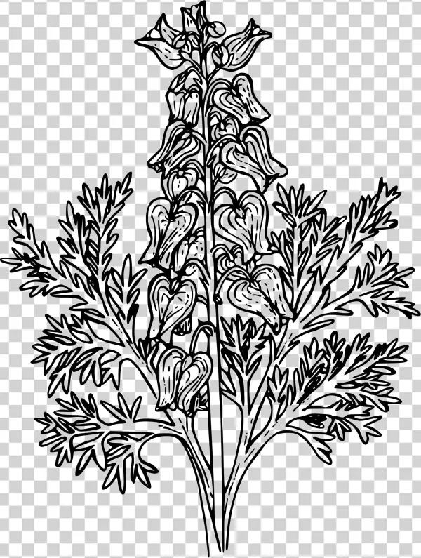 This Free Icons Png Design Of Western Bleeding Heart