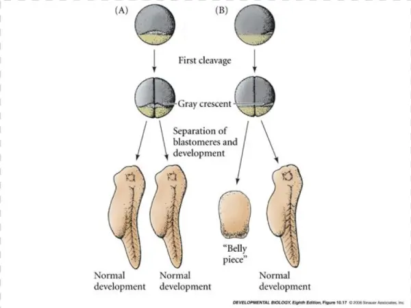 2 First Cleavage Gray Crescent Separation Of Blastomeres