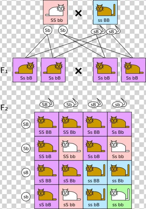 File - Dihybrid Cross - Svg