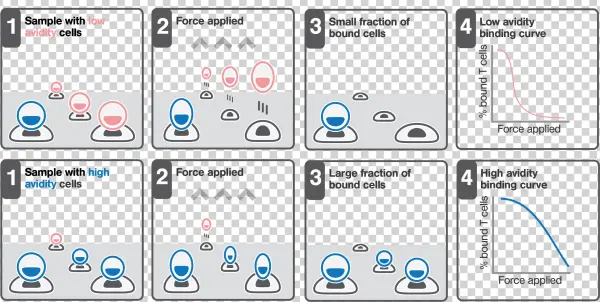 Cell Cell Avidity Based Screening Sorting Z Movi