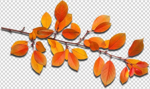 Fall Leaves - Autumn