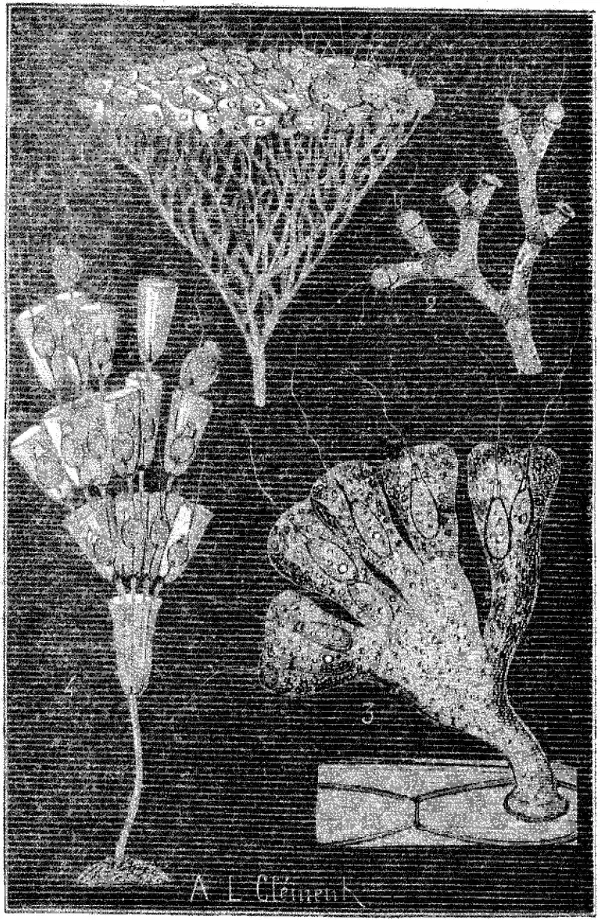 File - La Nature - 1879 - S1 - P376 Origines De La