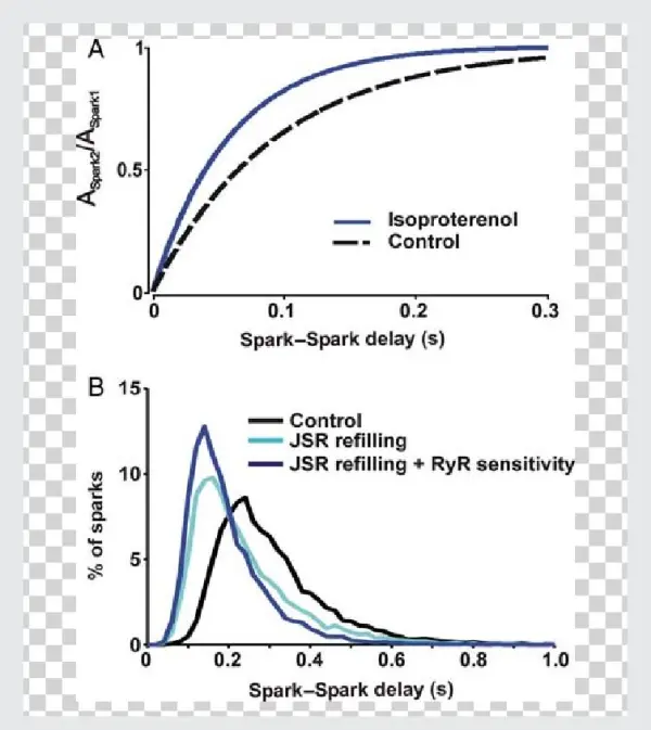 Simulations Of B-adrenergic Stimulation - Diagram