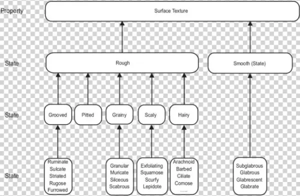 A Hierarchical Arrangement Of Properties And States - Diagram