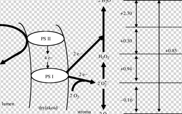 A Schematic Outline Of The Mehler^peroxidase Reaction - Diagram