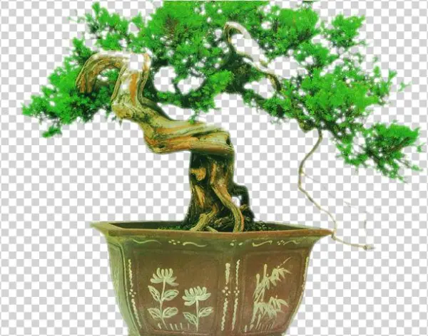 Bonsai Clipart Avocado Tree - 盆景