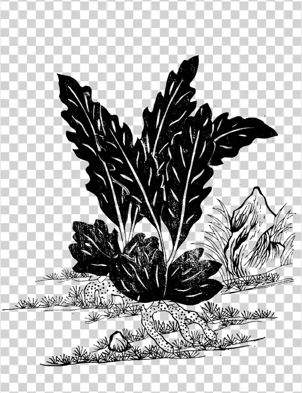 File - Imperial Encyclopaedia - Plant Kingdom - Pic747 - Illustration
