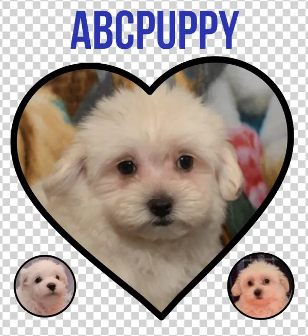 Mast Center - Maltese