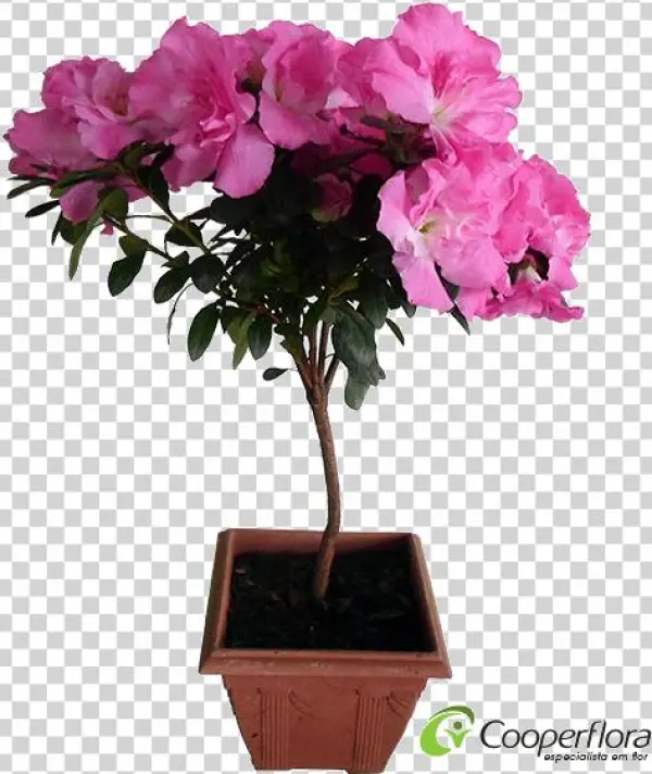 This Png File Is About Azaléia , Bonsai - Azaleia Png