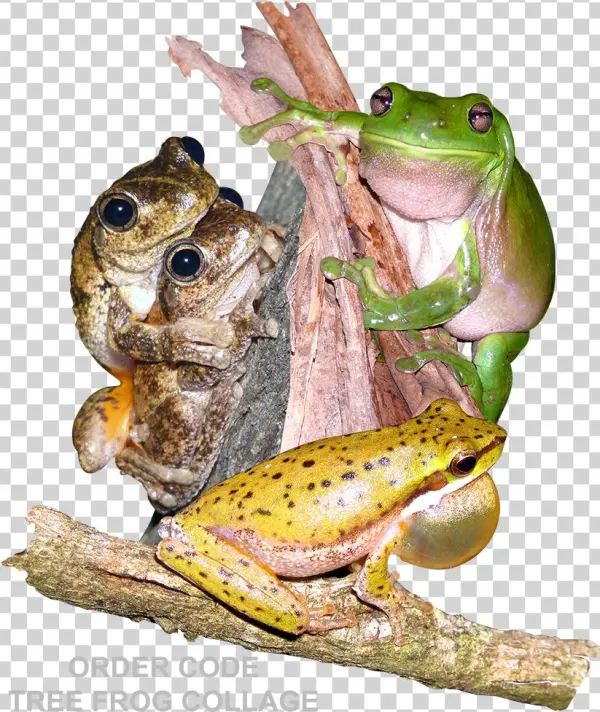 Tree Frog Collage With Grey Text - Eastern Spadefoot