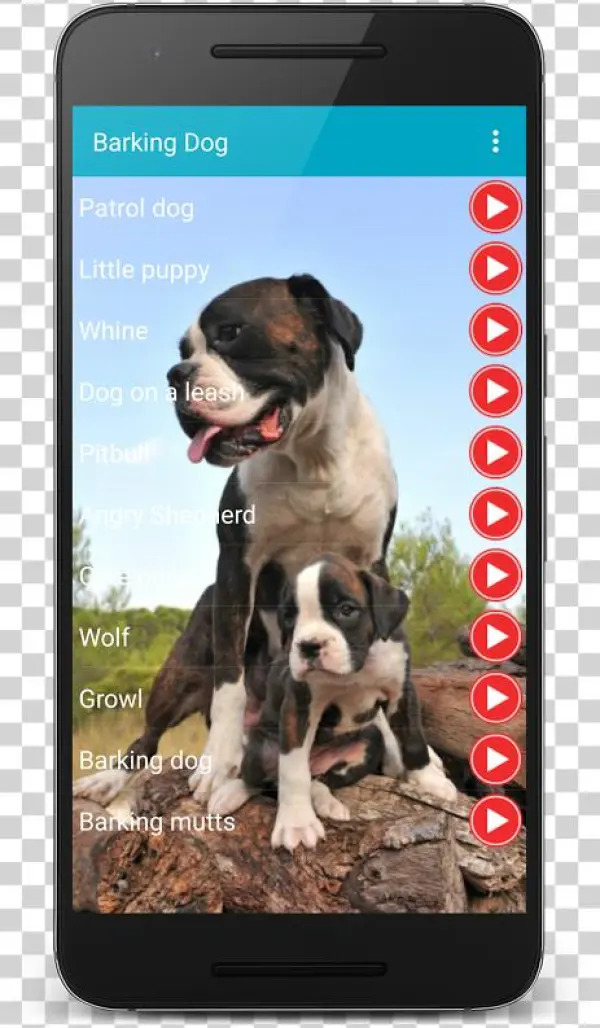 X - - Dogo Argentino X Boxer