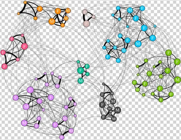 An Example Annual Social Network For The Southern Resident - Drawing