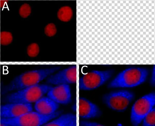 Brilliant Violet 421 Anti I Kappa B Alpha Antibody - Circle