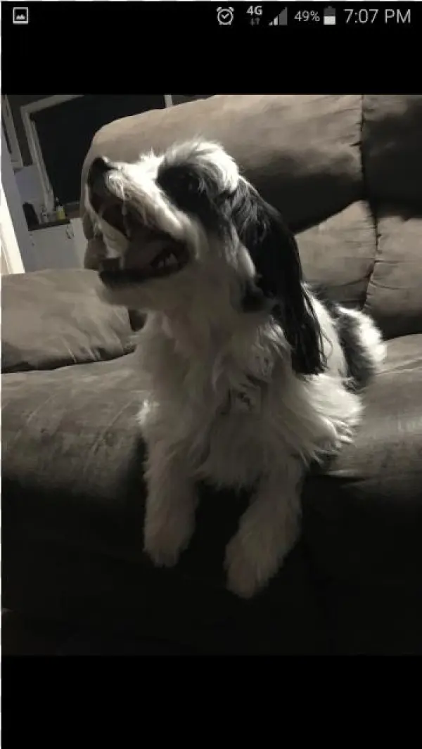 Donate To Petrescue - Dog Catches Something