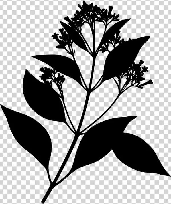 Download Png - Cinchona Bark