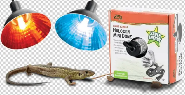 Halogen Mini Dome - Alligator Lizard