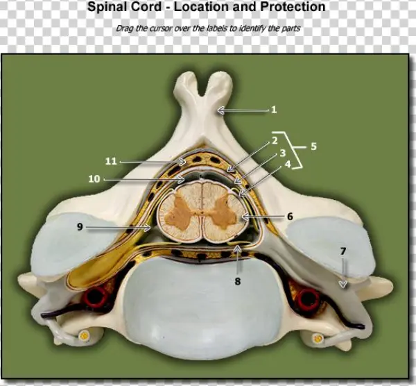 Location Of Spinal Cord - Bone