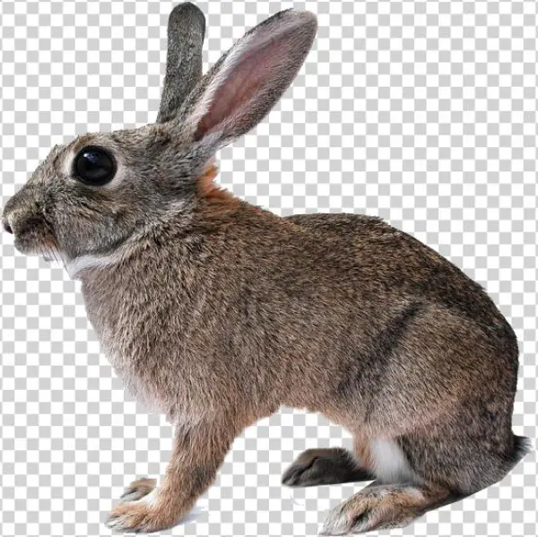 Rabbit Isolated