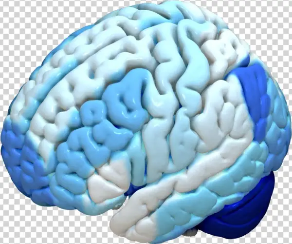 Brainnetome - Mni Brain