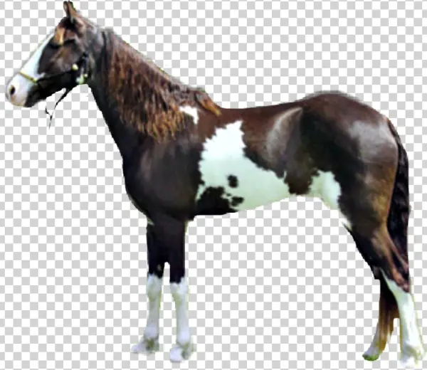 Caballo Sticker - Stallion