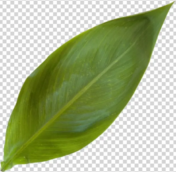 Canna Lilly Leaf - Houseplant