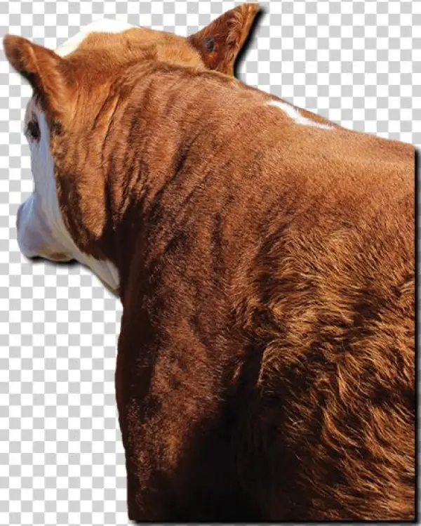 Copyright I-29 Bull Run - Sorrel