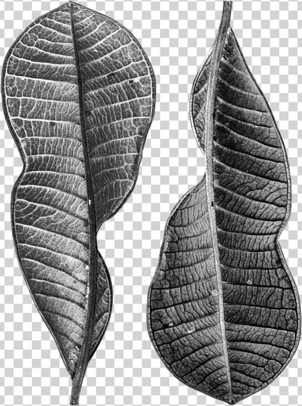 Dry Leaves 3042319 - Earrings