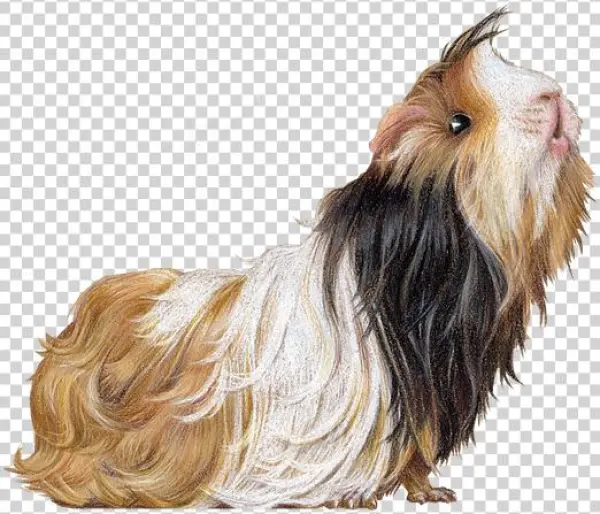 Guinea Pig Illustration By Rachel Mabin - Tibetan Terrier