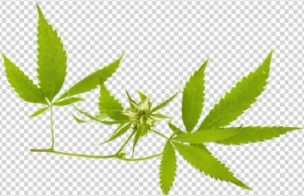 Ohio's Leading Marijuana Advocacy Center